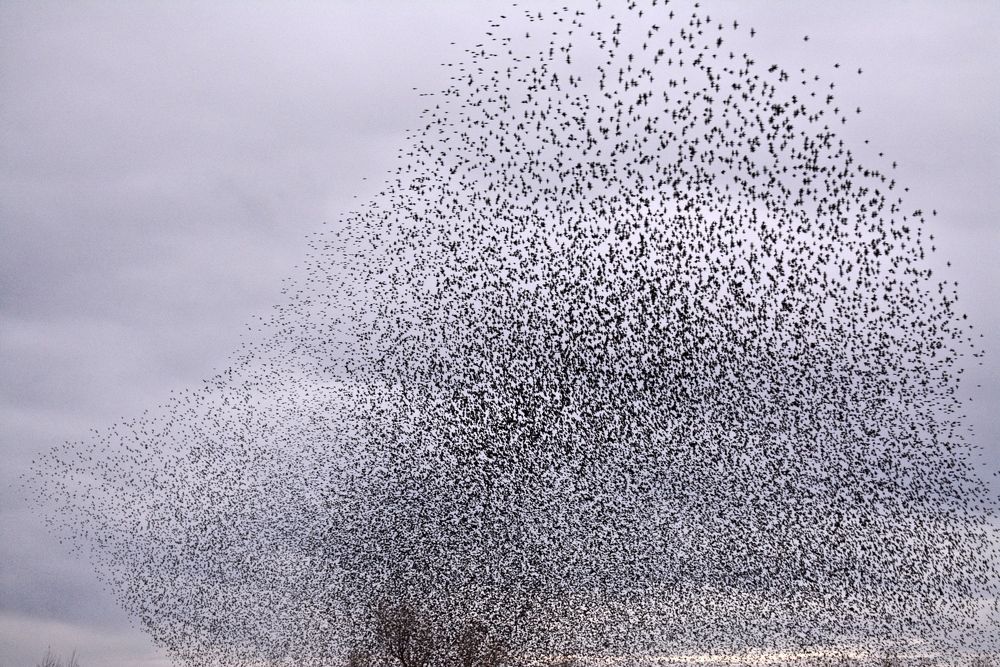 Starling Murmuration - A Tree of Birds