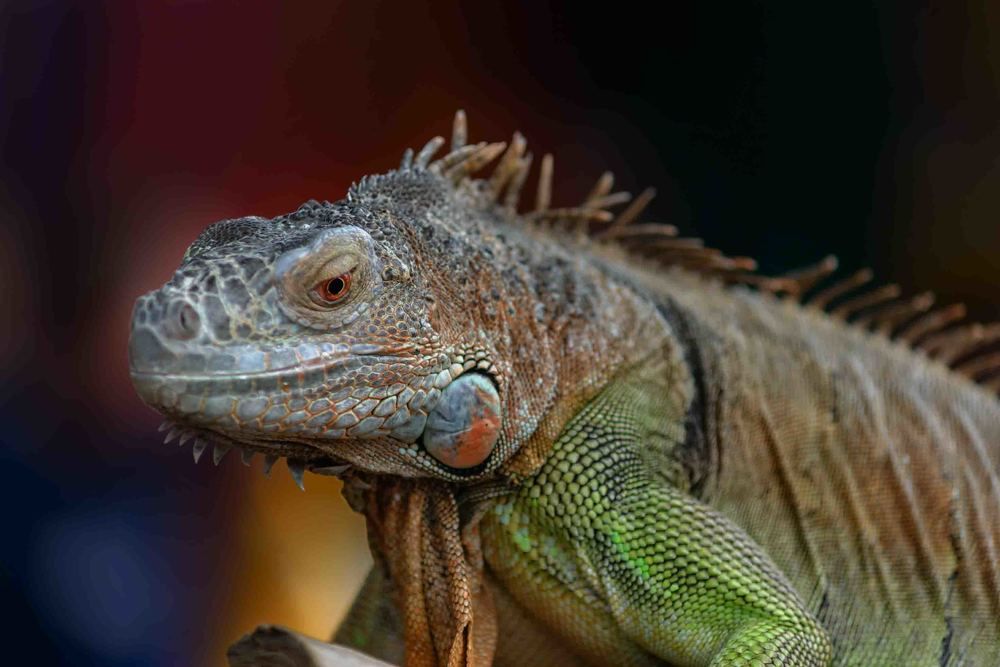 Iguana on a tree branch - portraitIguana on a tree branch - portrait