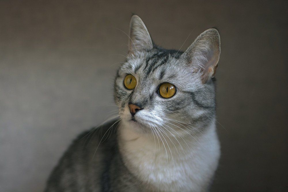 Котопортрет