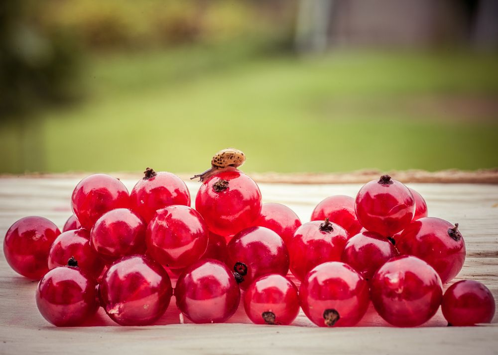 Красная смородина