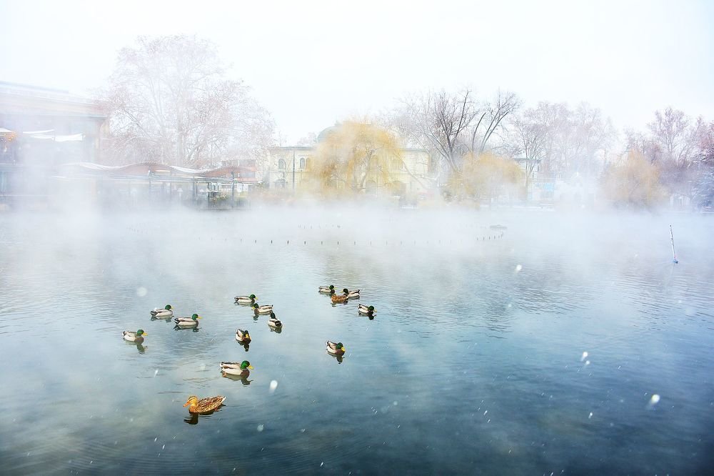 winter, fog and nature