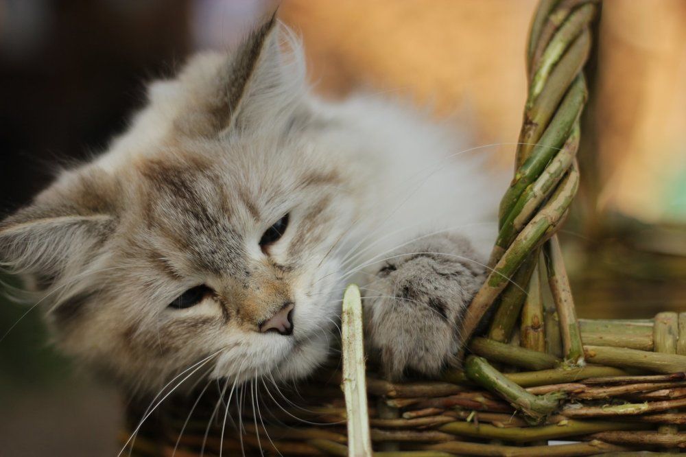 Photograph by Светлана Пронякина