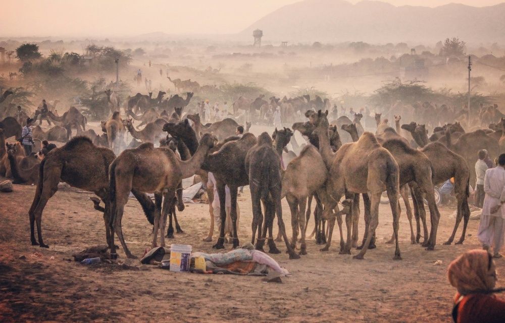 Pushkar Cattle Fair, Rajasthan