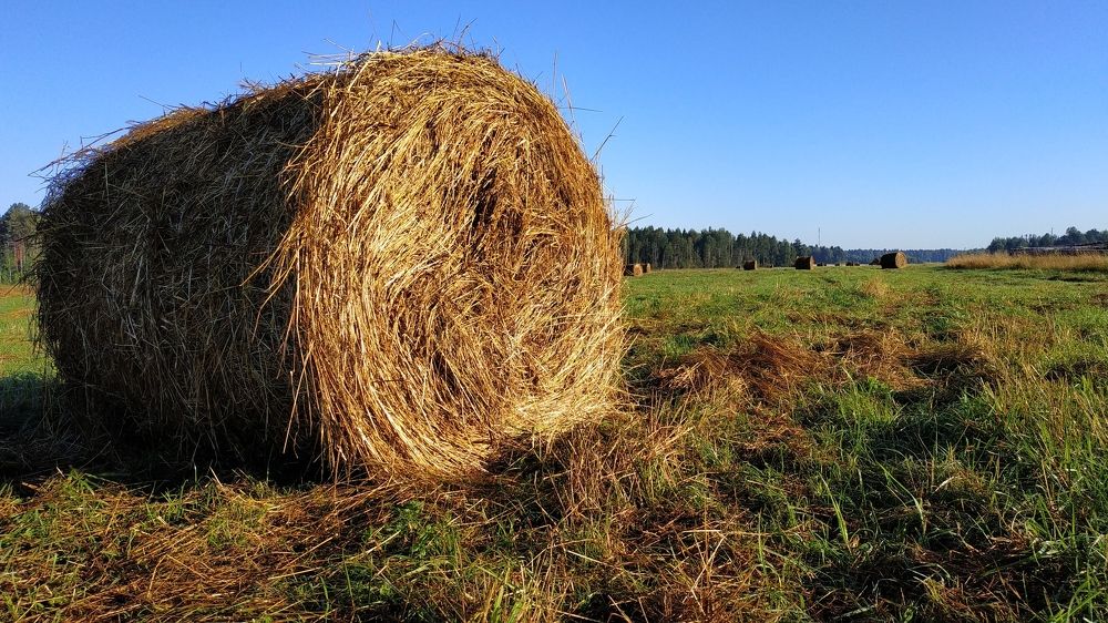 Рассвет. Поле. Стог сена.