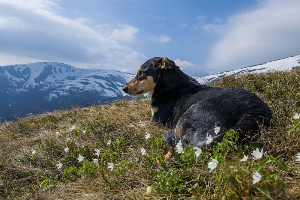Отдых на природе...