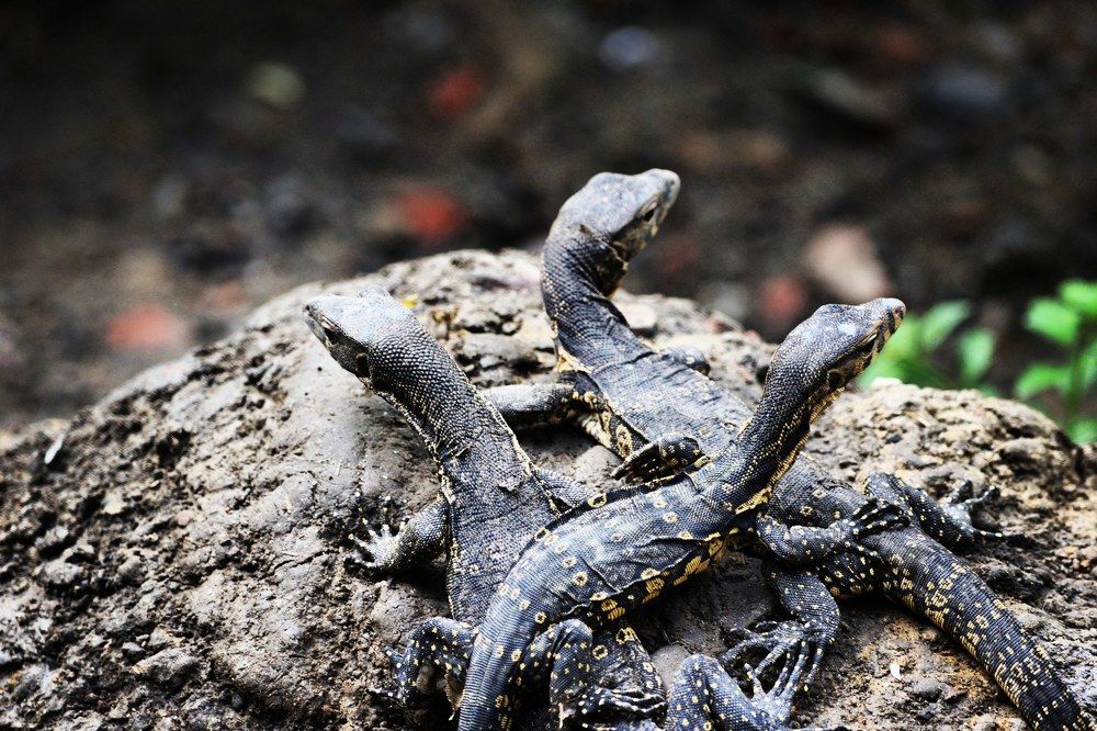 Young monitor Lizard