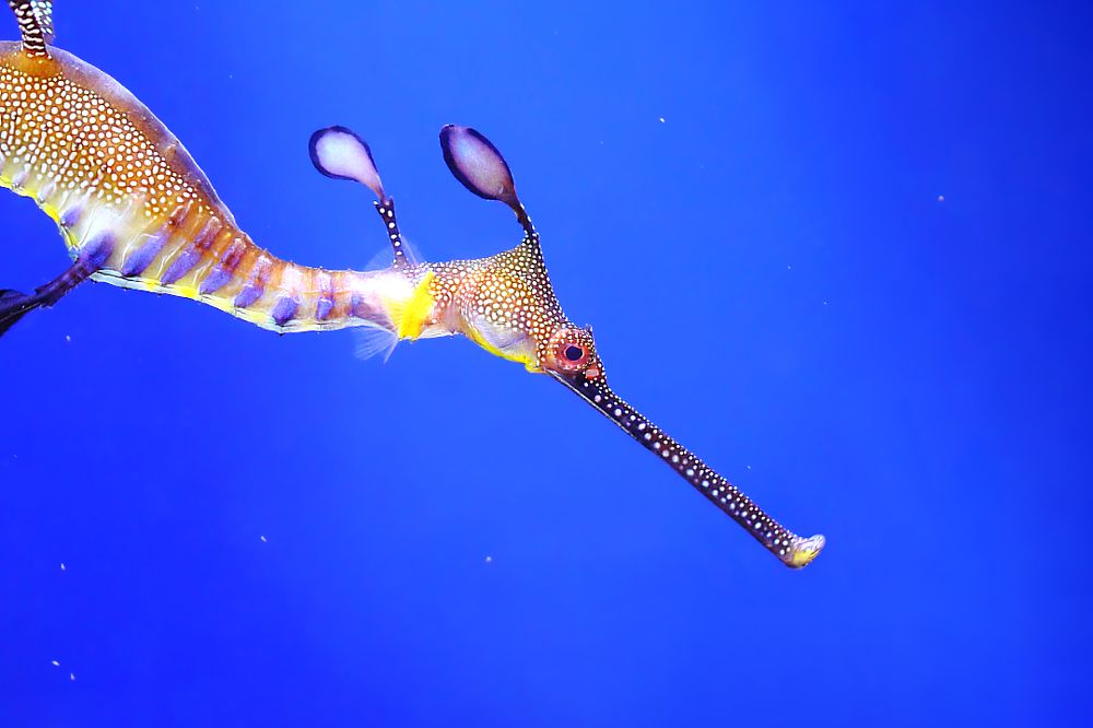 А мне летааать охота!...