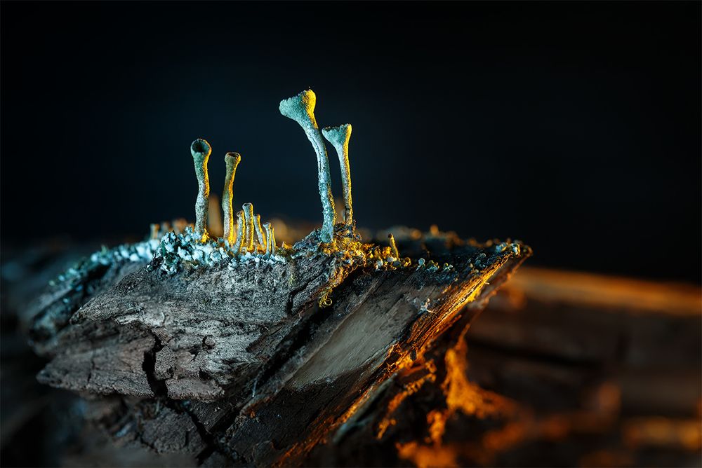 Лишайник на закате