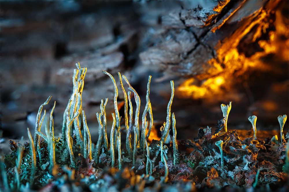 Лишайники на старом дереве