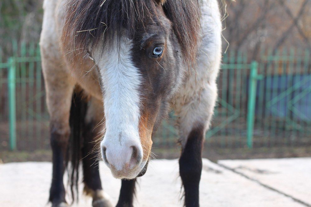 Голубоглазая