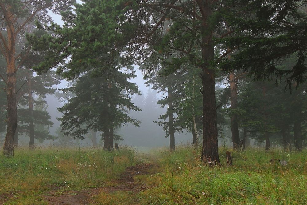 Утренний туман