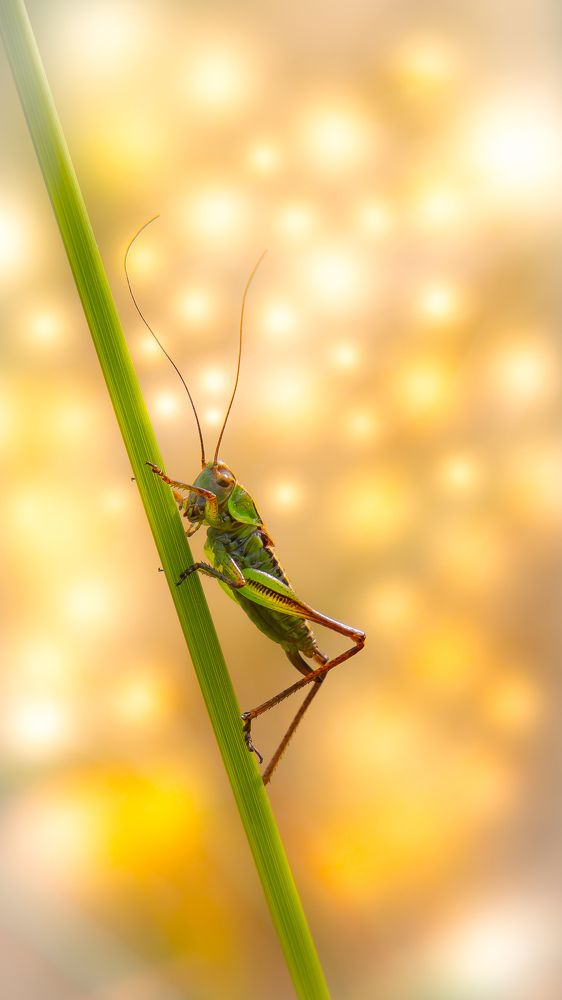 Ein hübscher Hüpfer
