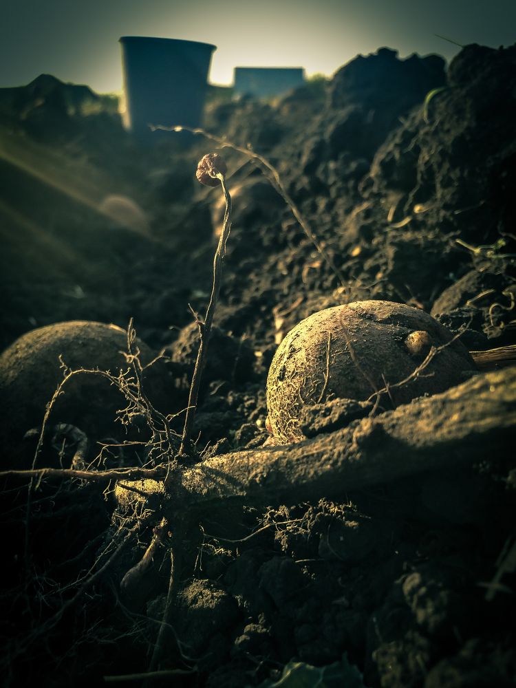 агровыходной