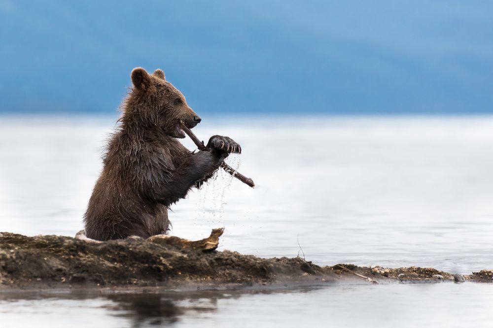 The Pied Piper of Kamchatka