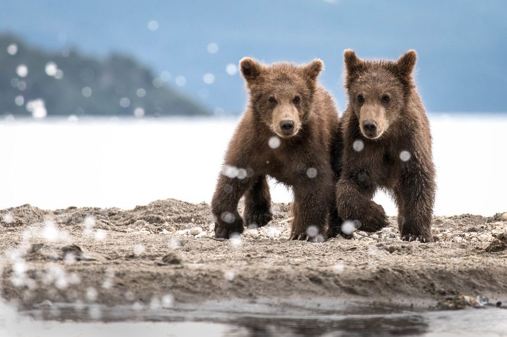 The teddy bears are coming