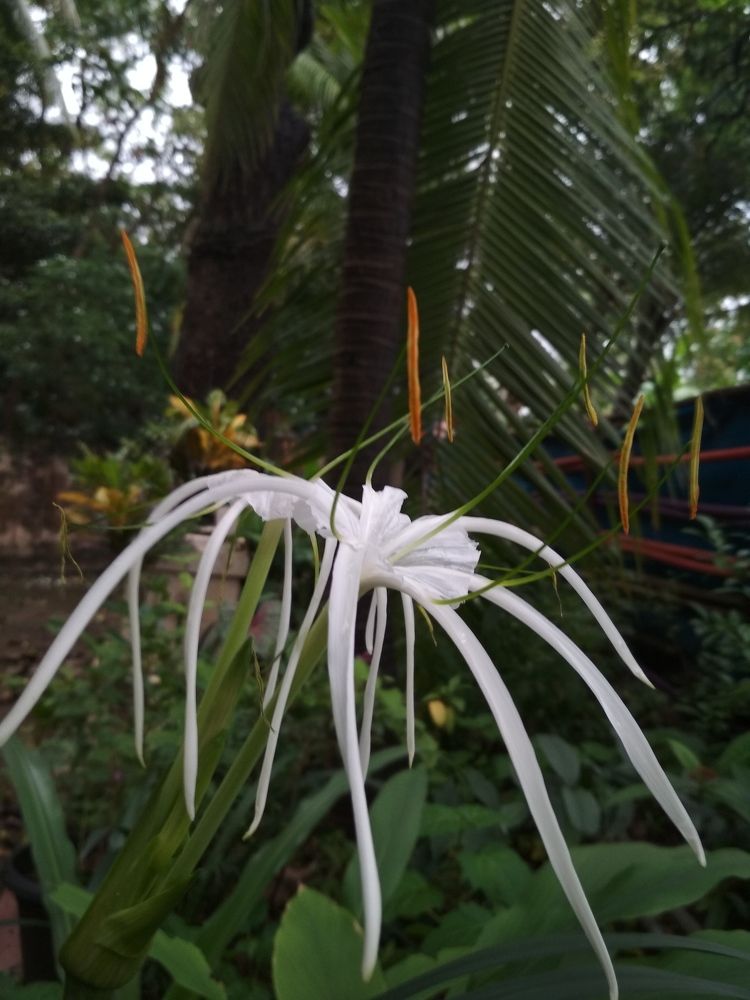 Good morning click