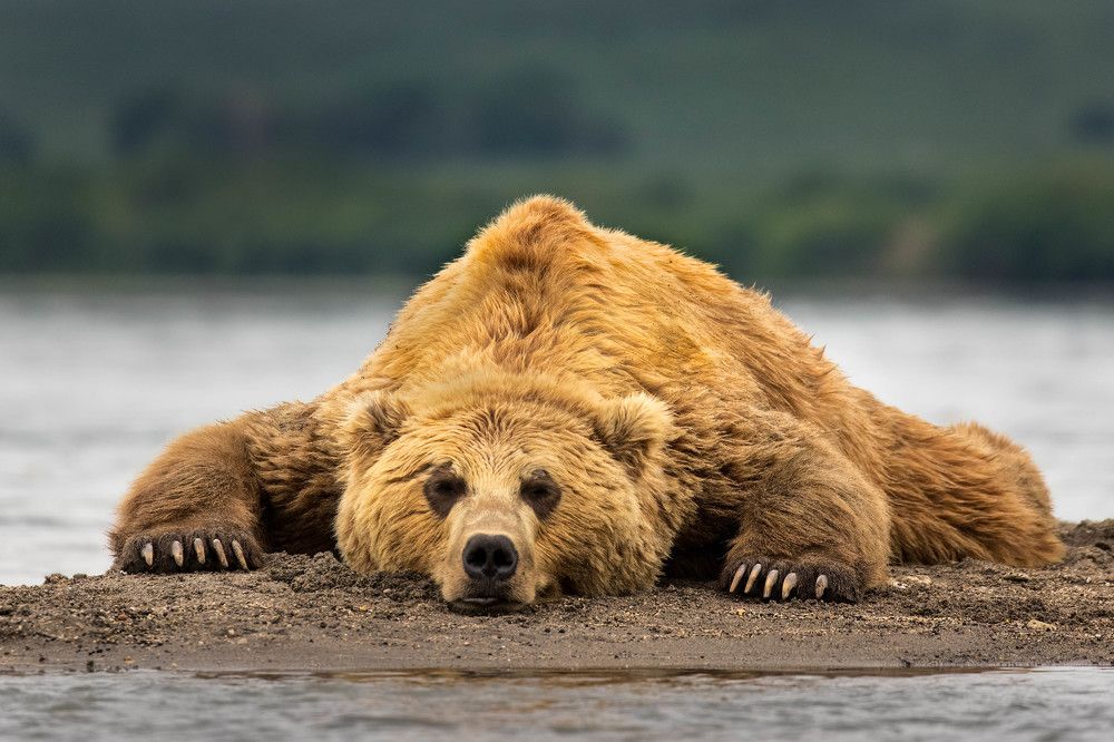 It's a bear's life
