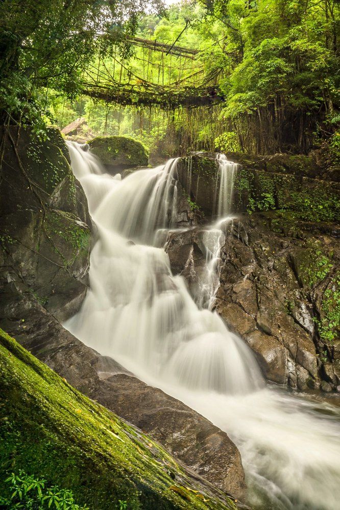 Kudengrim living root bridge
