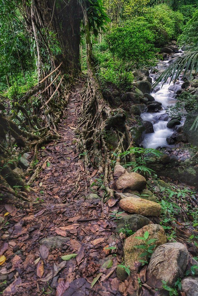 Darrang living root bridge