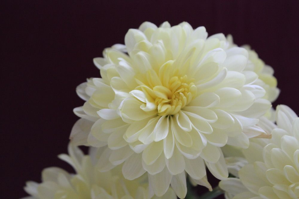 Chrysanthemum