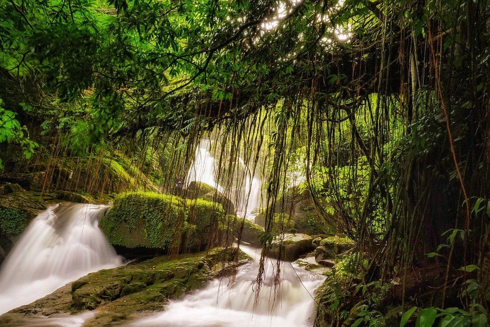 Living root bridge !!!!