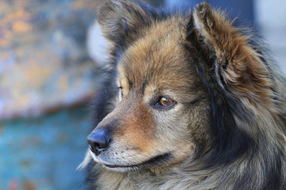 Портрет дворового звоночка