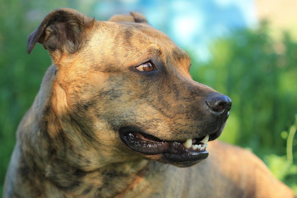 Добрый стафф