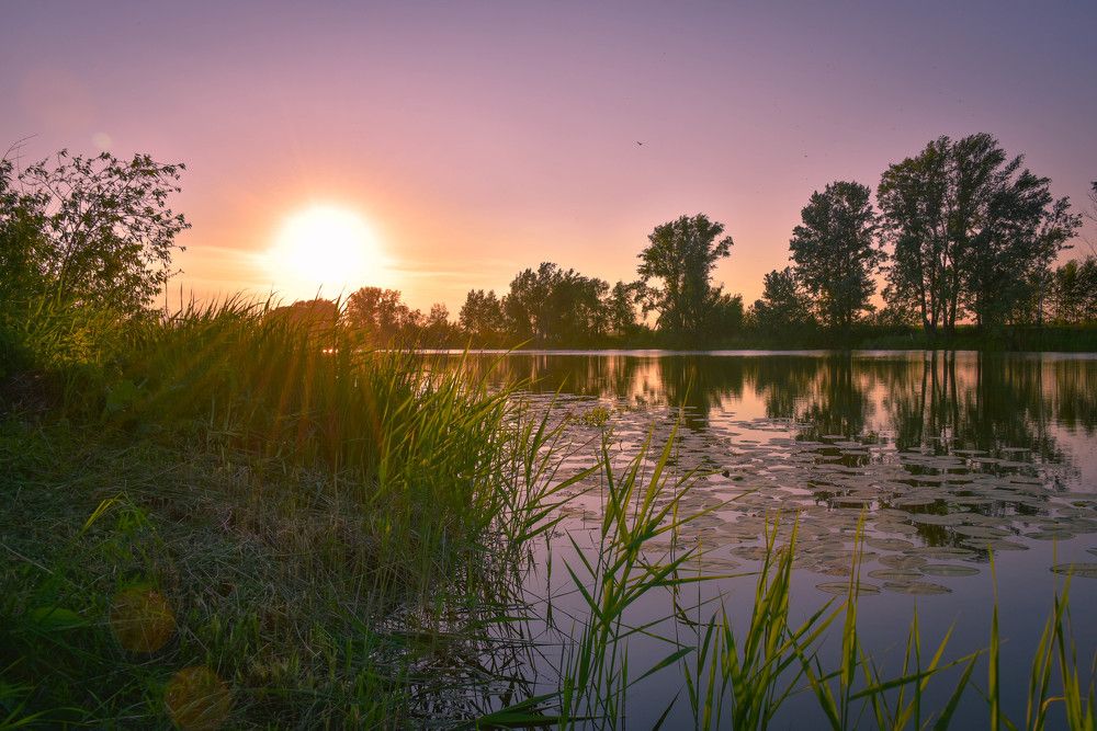 Вечер. Озеро. Кувшинки.