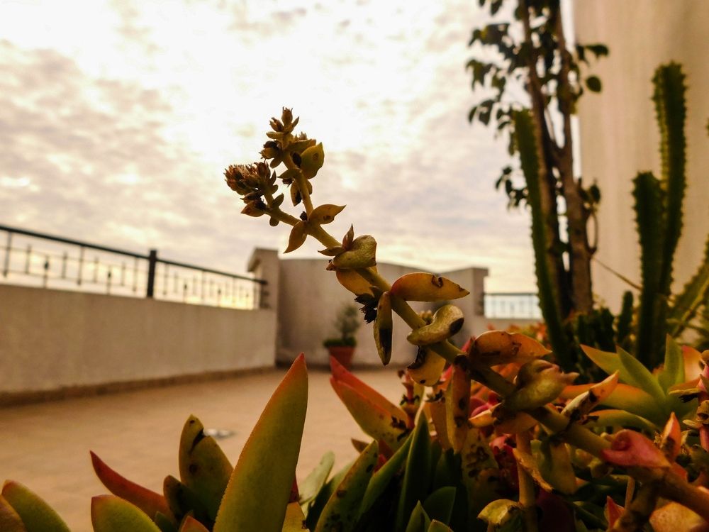 Naturaleza en el techo