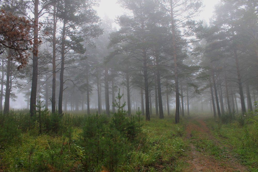 Туманное утро