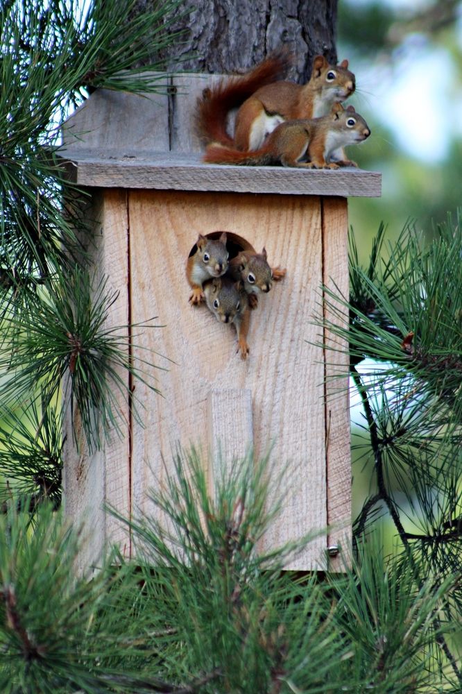 Red Squirrels