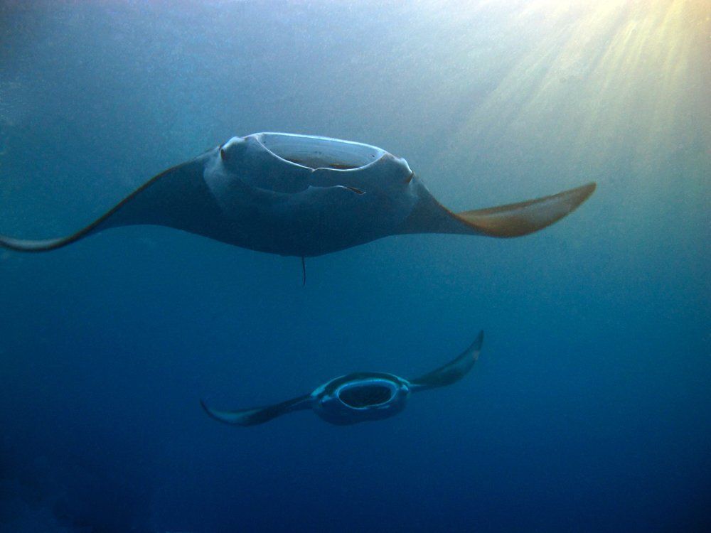 Manta rays in sun beams