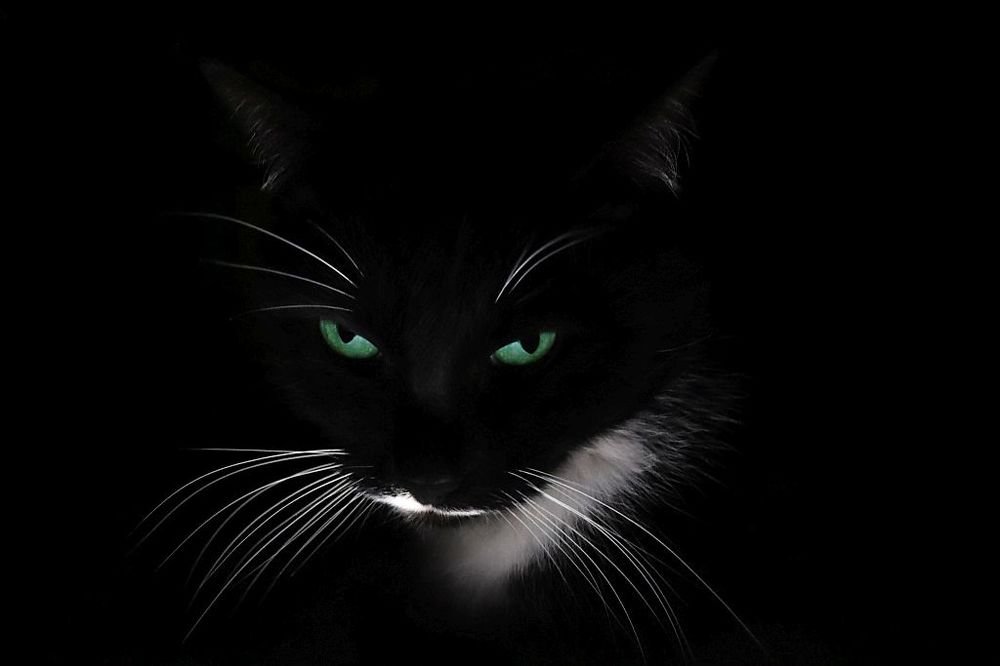 Портрет чёрно-белого кота на чёрном фоне