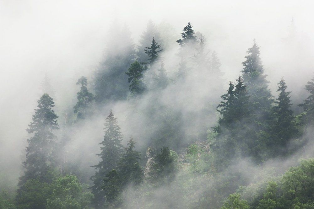 Кавказский заповедник