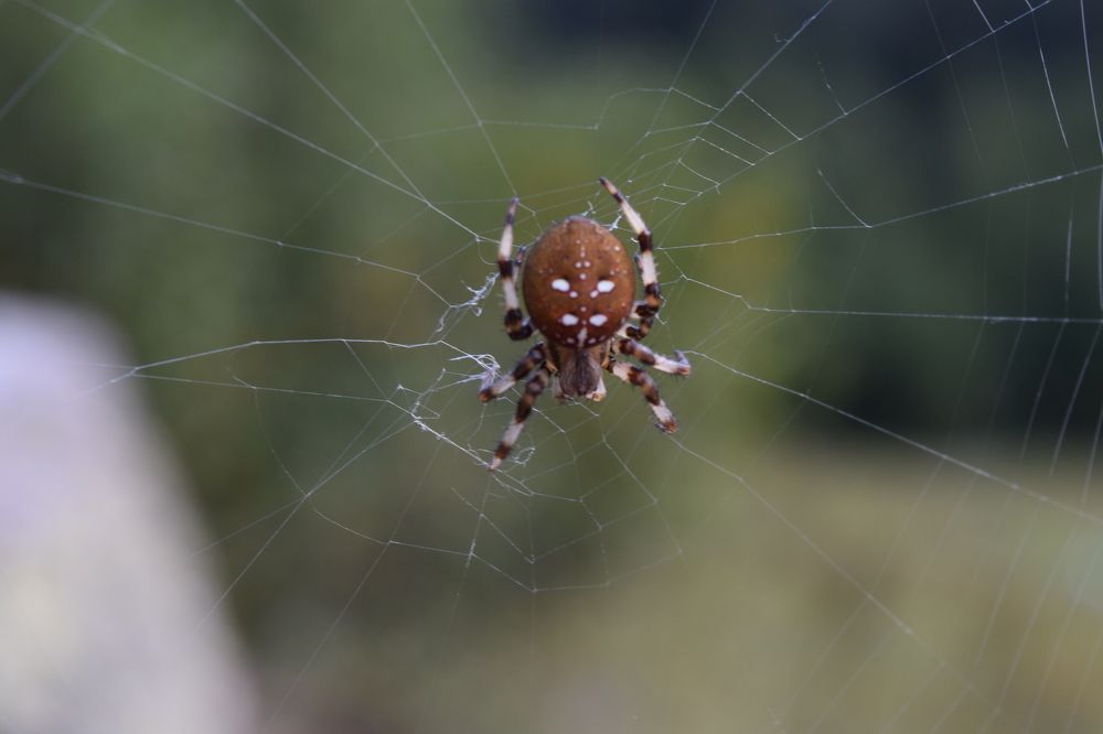 Photograph by Эдуард Спикин