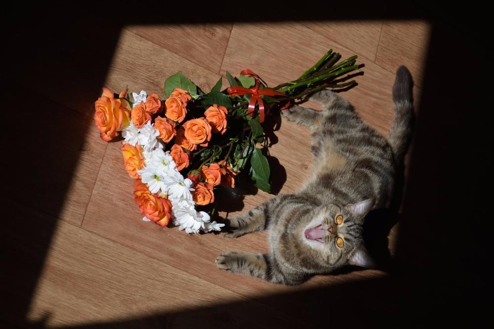 Photograph by Анастасия Койчина