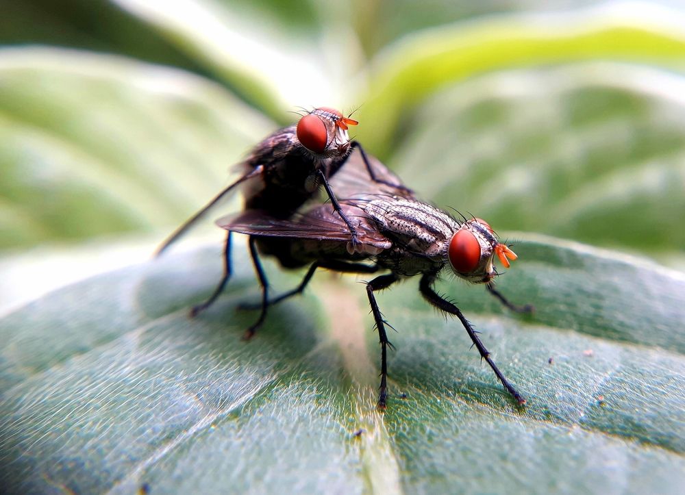 Fly