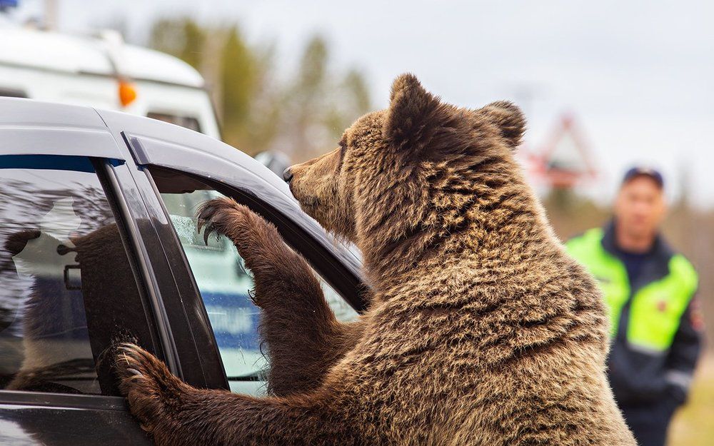 Новые струдники в ГИБДД плановая проверка