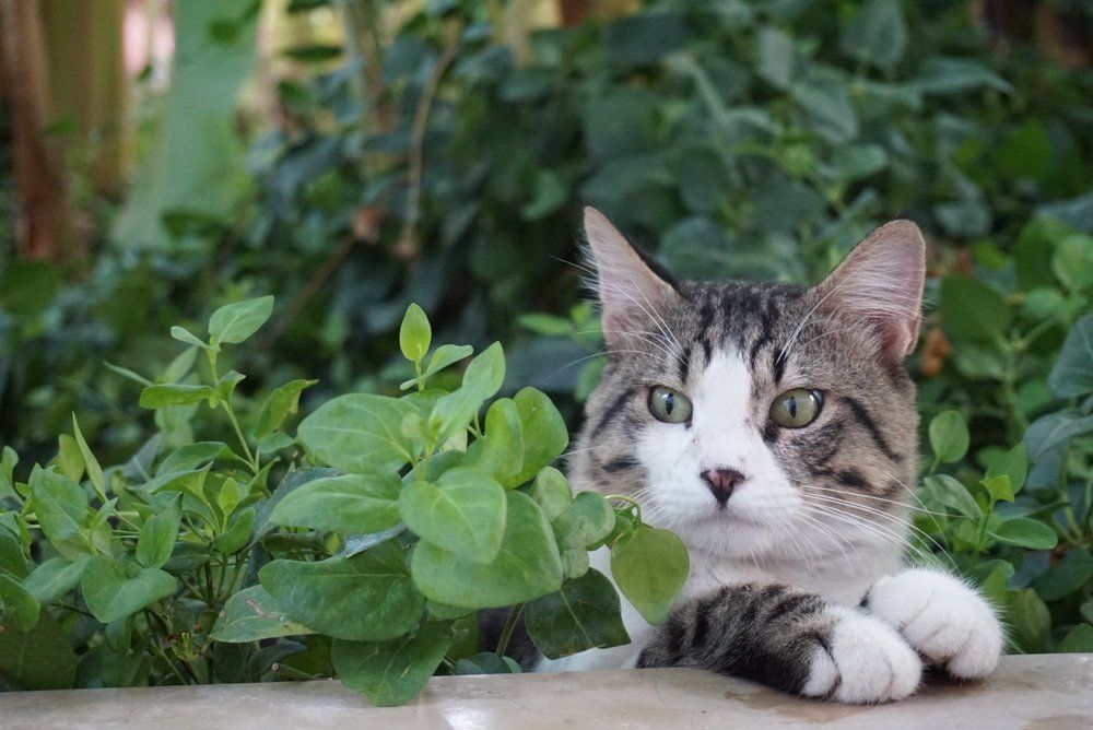 Маленький тигр