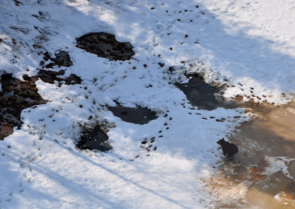 По весенним проталинам