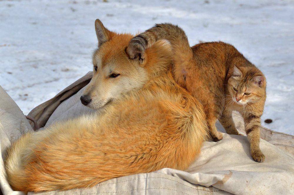 Весенняя нега