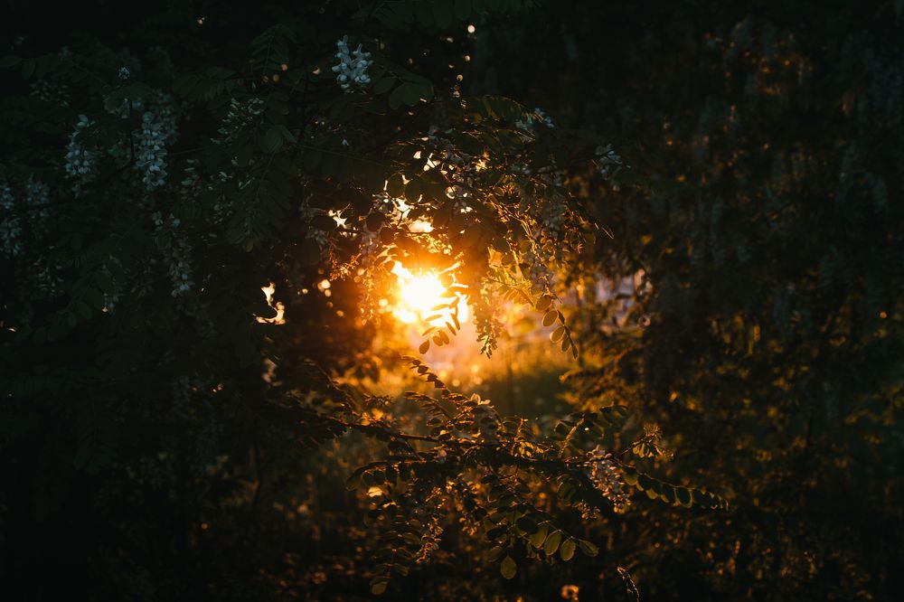 Иди за солнцем следом..