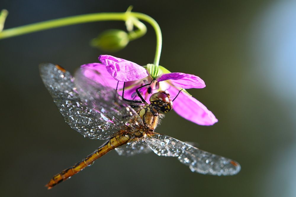 Под зонтиком