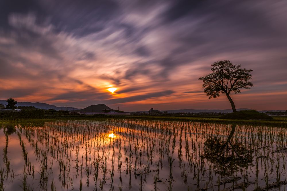 Sunset over the rice fields