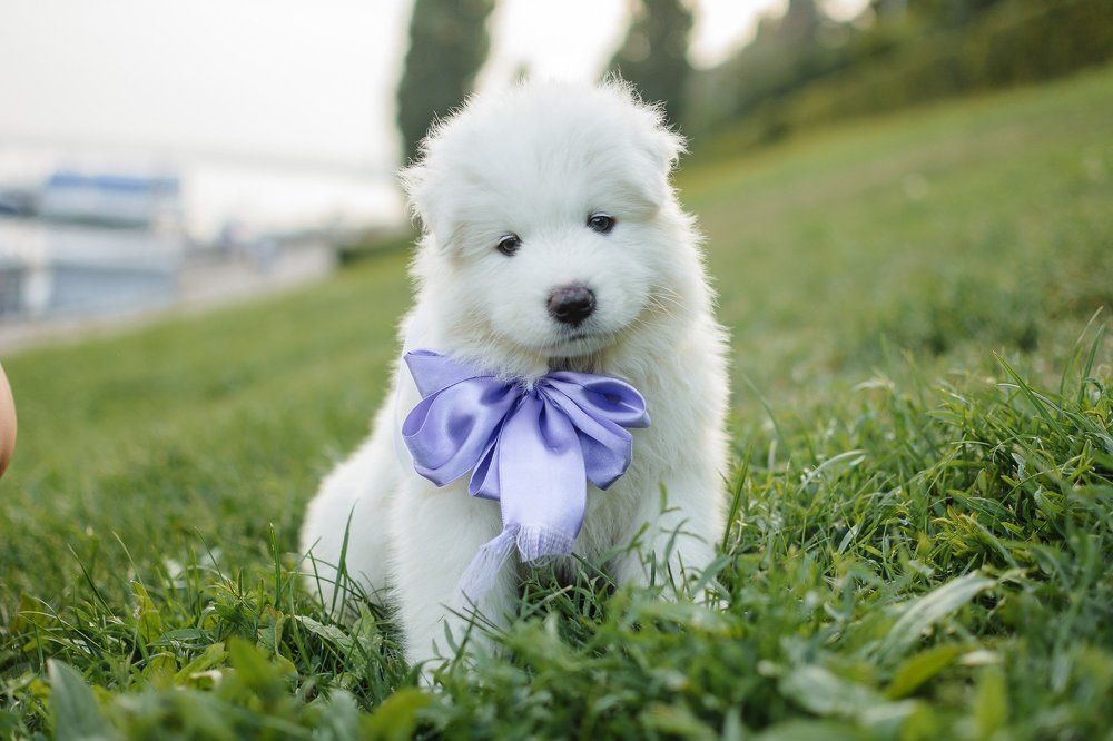 Photograph by Сергей Бесконечный