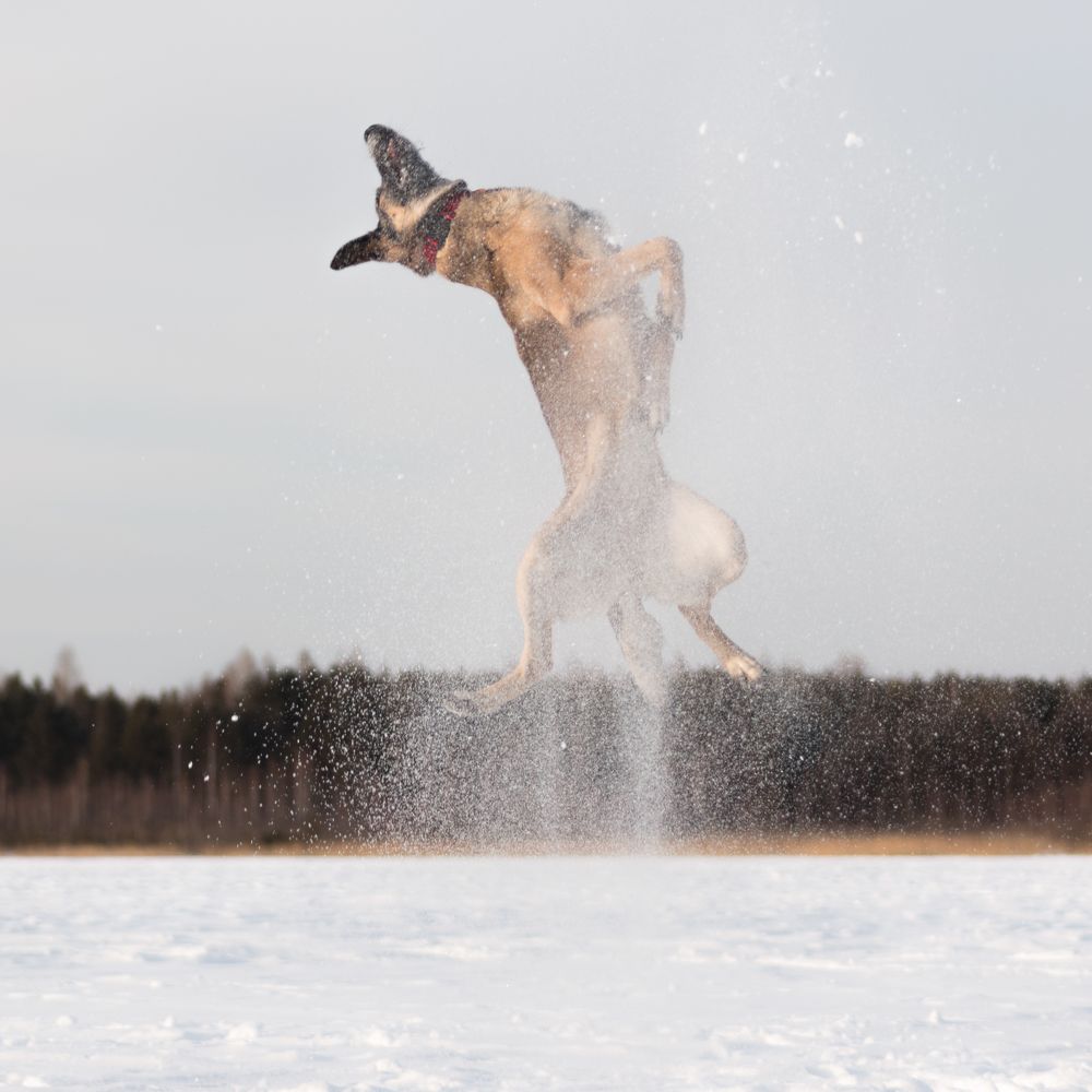 Собака-летака