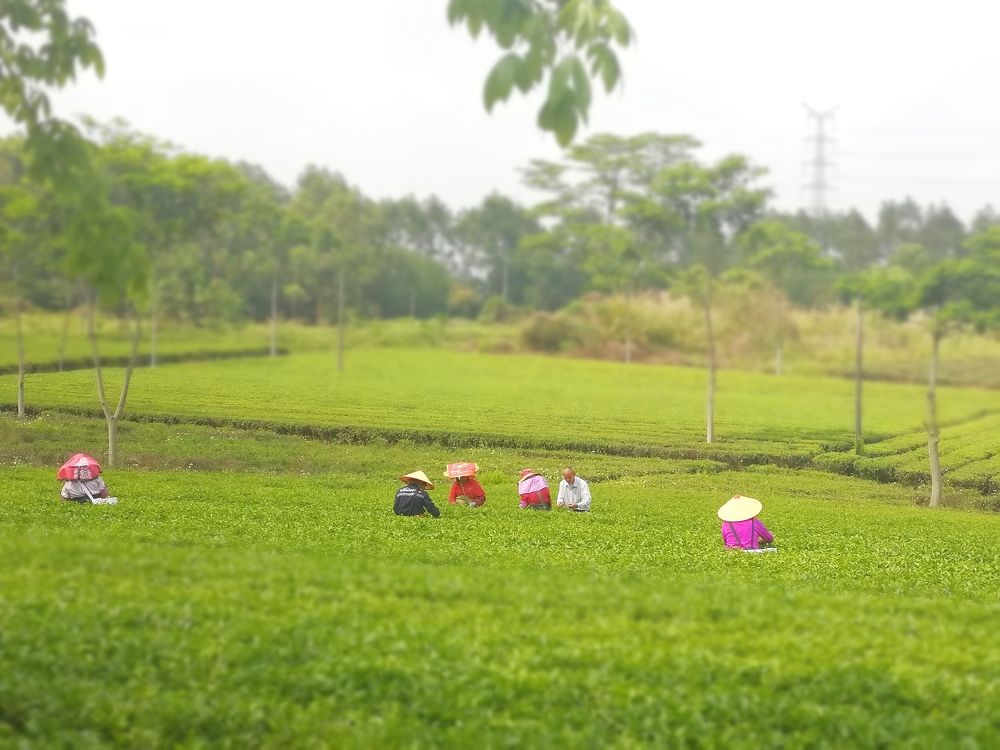 Чайная плантация