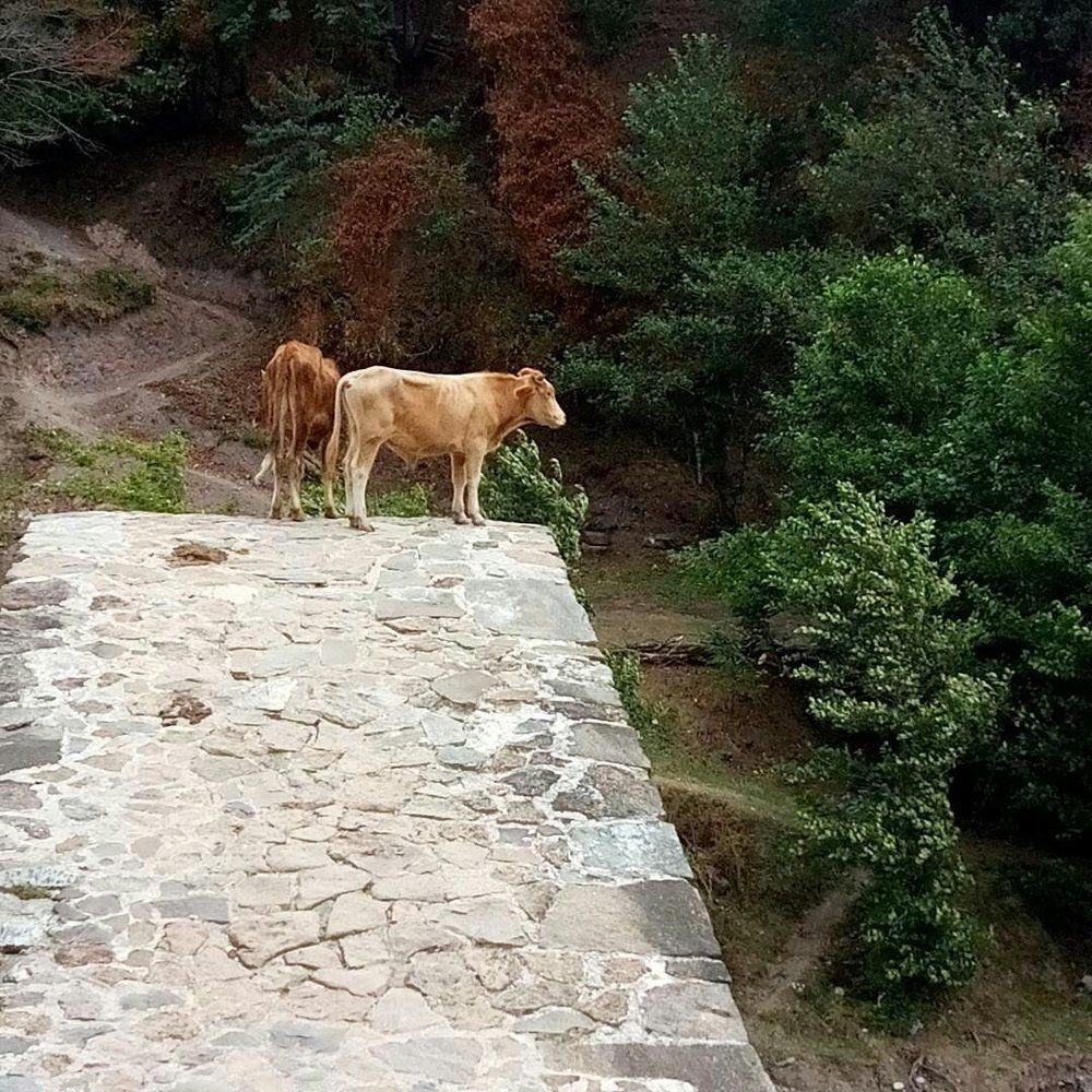 История одного моста