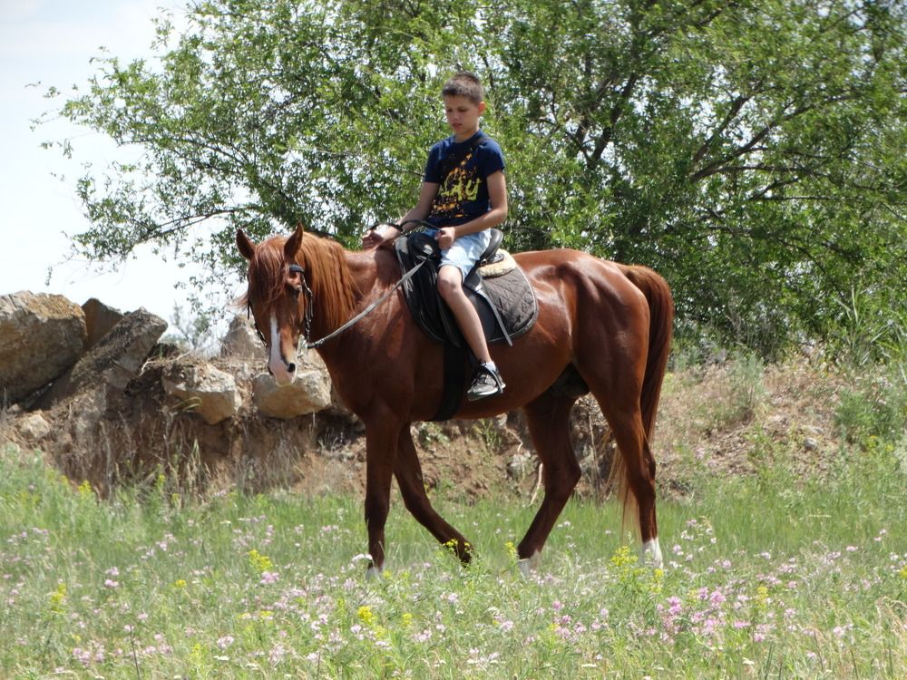 Конная прогулка