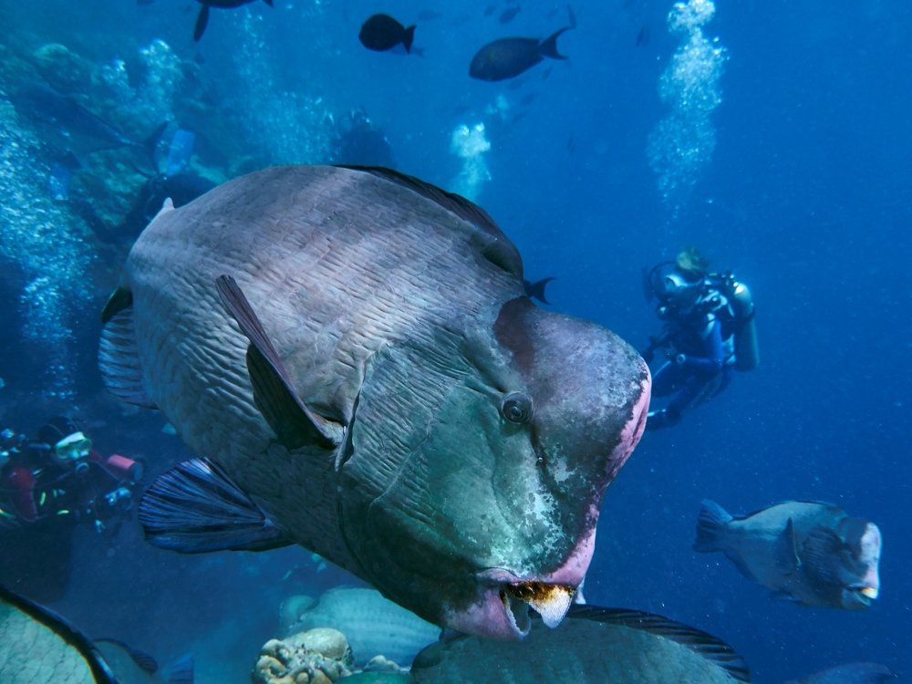 Во! Попугай!